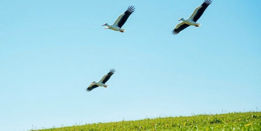 Störche fliegen über ein grünes Feld.