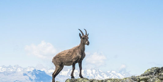 brown deer standing on mountain during daytime