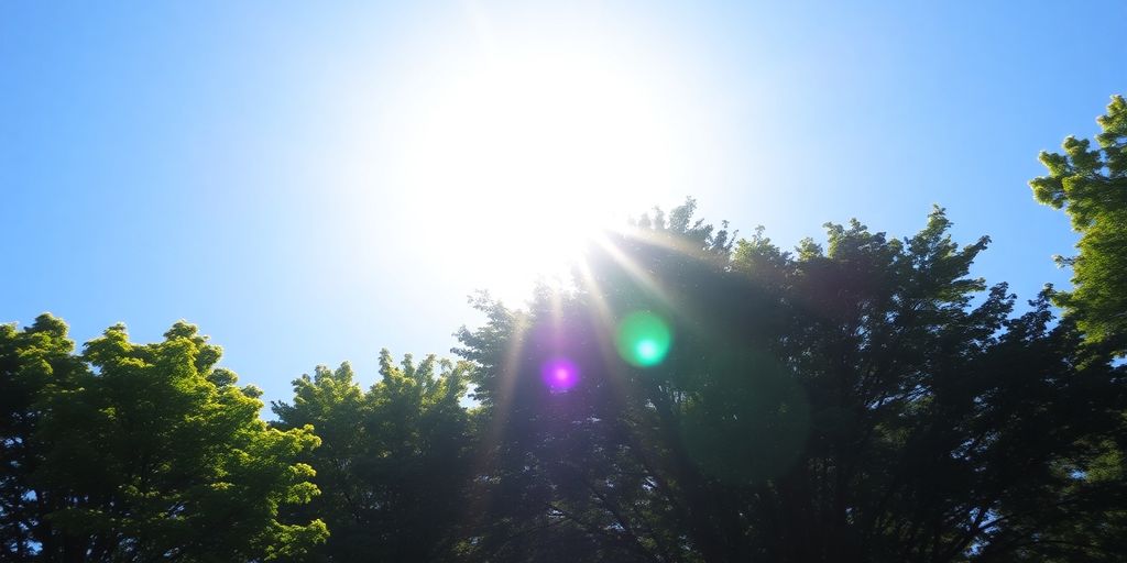 Helle Sonne über grünen Bäumen im klaren Himmel.