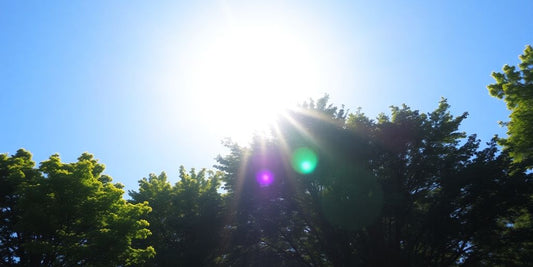 Helle Sonne über grünen Bäumen im klaren Himmel.