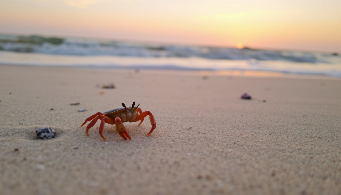 A crab on the beach at sunset.
