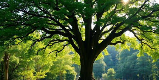 Ein großer, grüner Baum in einer ruhigen Landschaft.